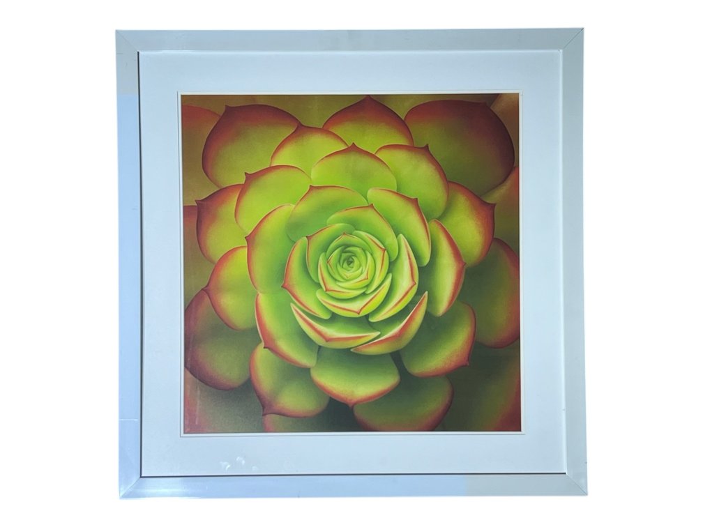 Print Framed Botanical Succulent Composition, 32 x 32”