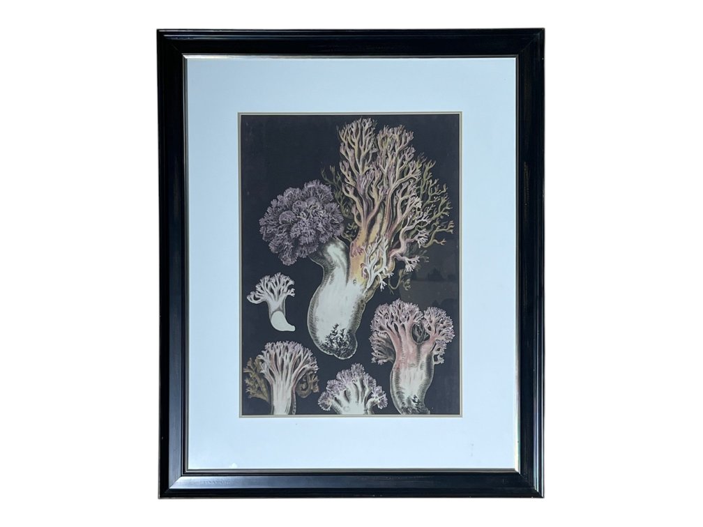 Framed Botanical Coral Sea Life Print, 28 x 33”