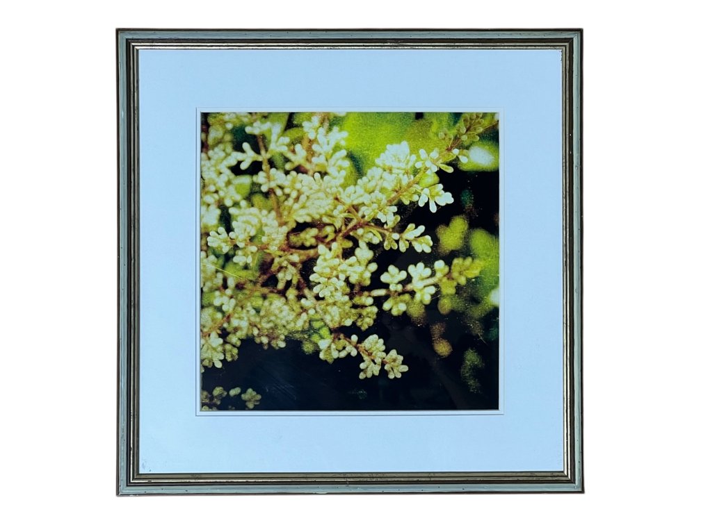 Framed Floral Botanical Print with White Mat, 17 x 17”