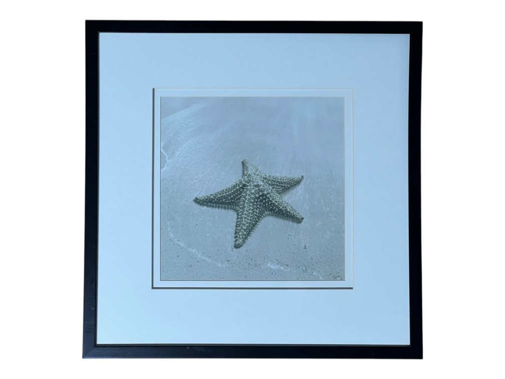Photograph of Starfish Beach Scene in Black Frame, 21 x 21”