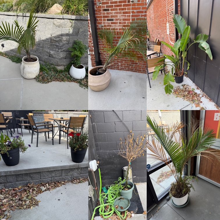 Lot of 9 Planters w/ Plants