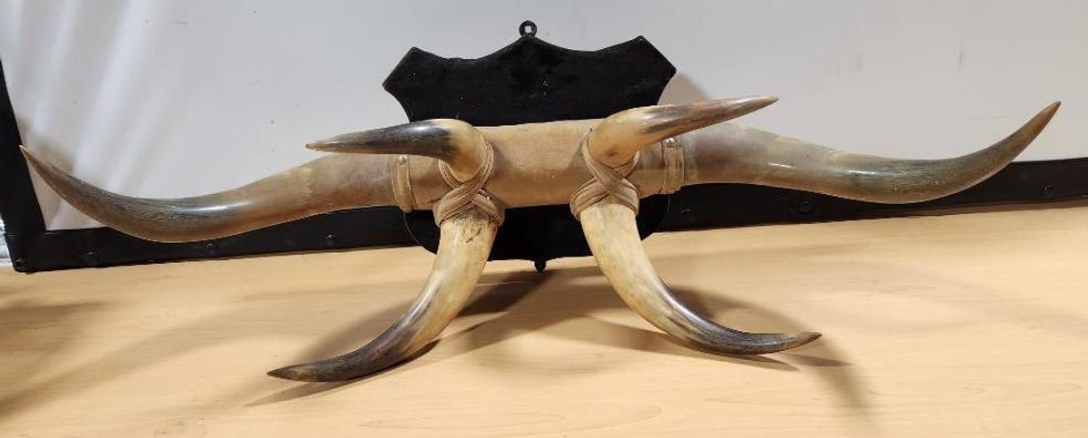 Mounted Steer Horns