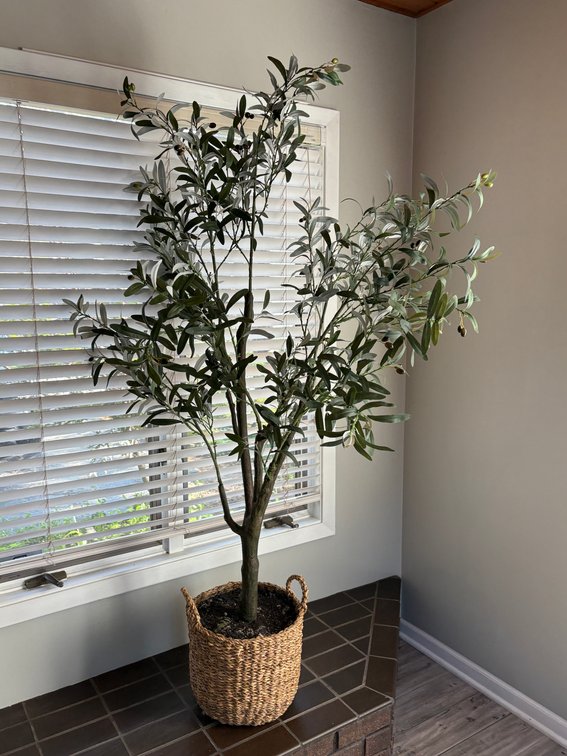 Indoor Plants, Pair