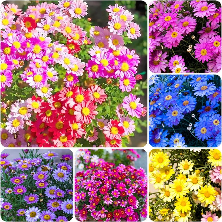 1100+Seeds Pyrethrum Tanacetum Chrysanthemum Flower for Planting Outdoor Perennial Garden Home Attracts Pollinators