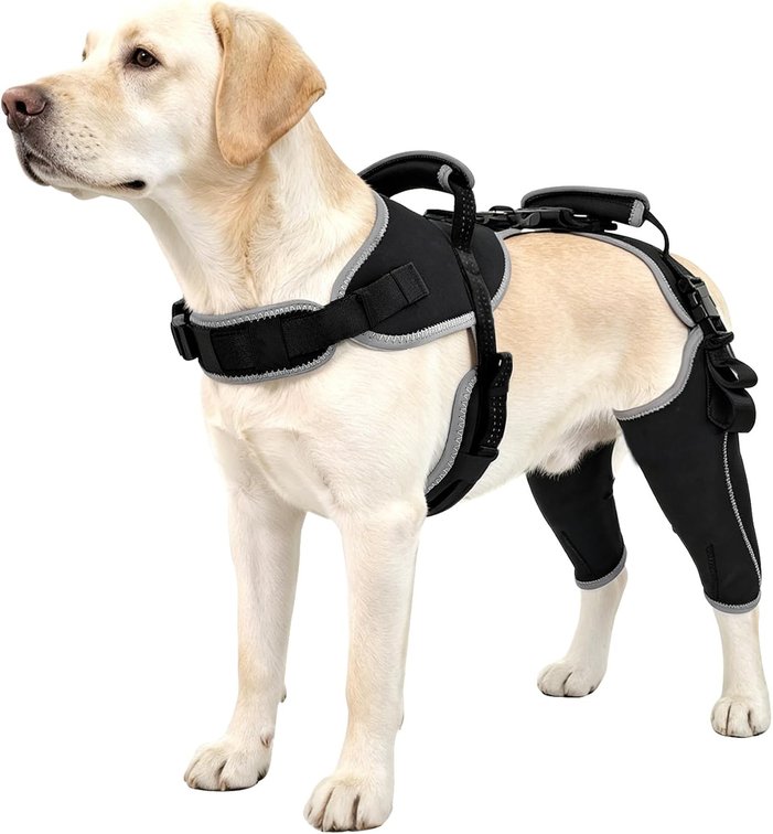 Size Medium Dog Knee Brace for ACL Tears and Patella Support,M Size-Both Leg