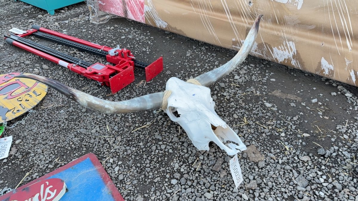 LONG HORN SKULL