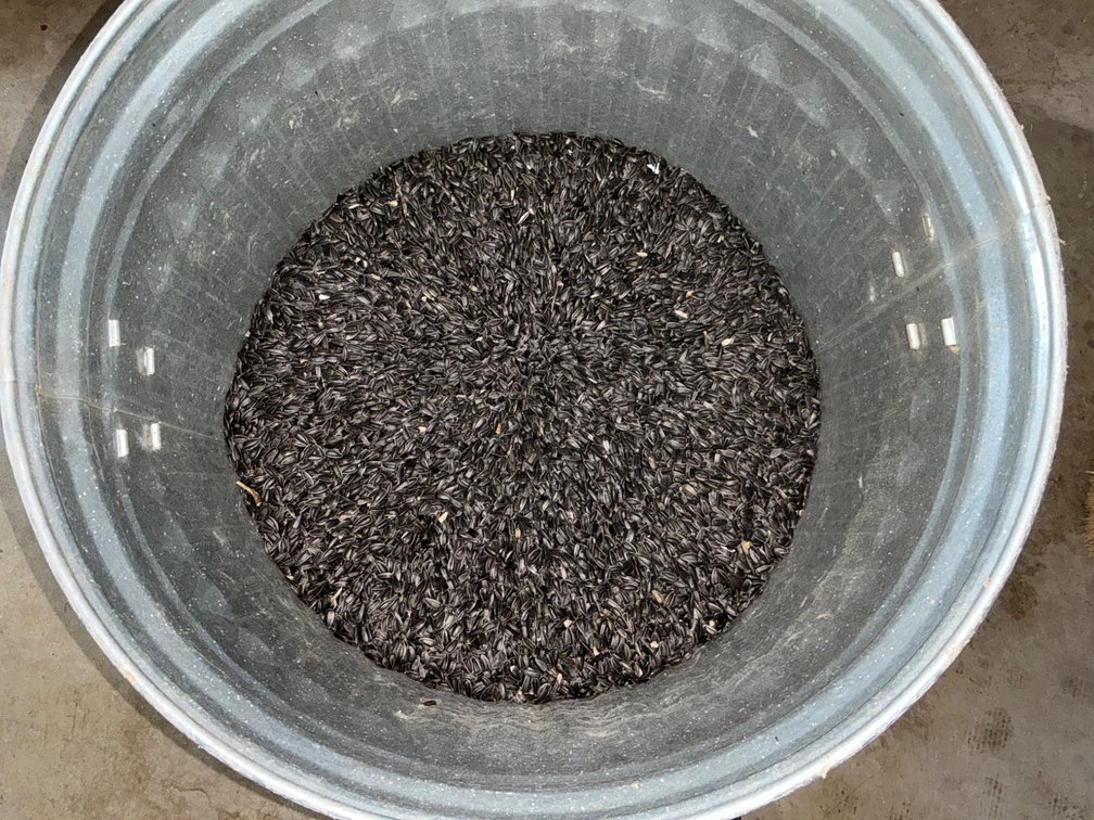 20-Gallon Galvanized Steel Can Half-Filled With Bird Seed