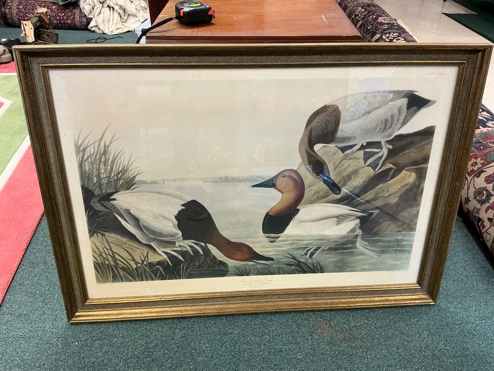 Framed Print of ‘Canvas-Backed Duck’ by J.J. Audubon, Plate CCCI