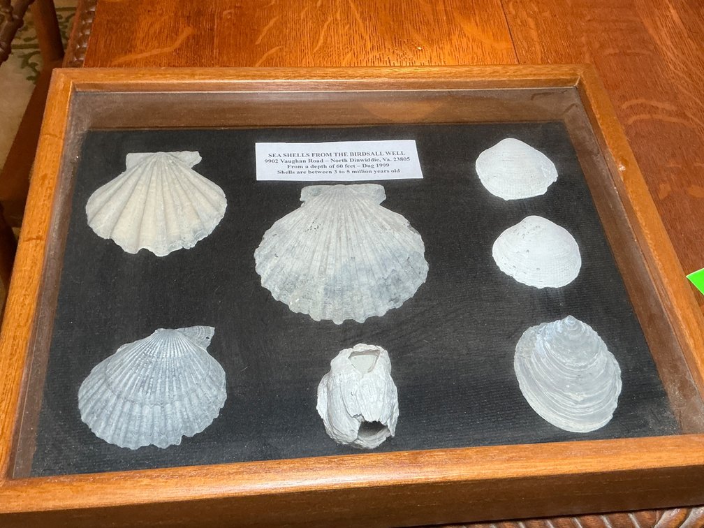 Fossilized Sea Shells Displayed From the Birdsall Well