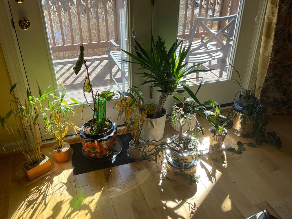 House Plants and Planters