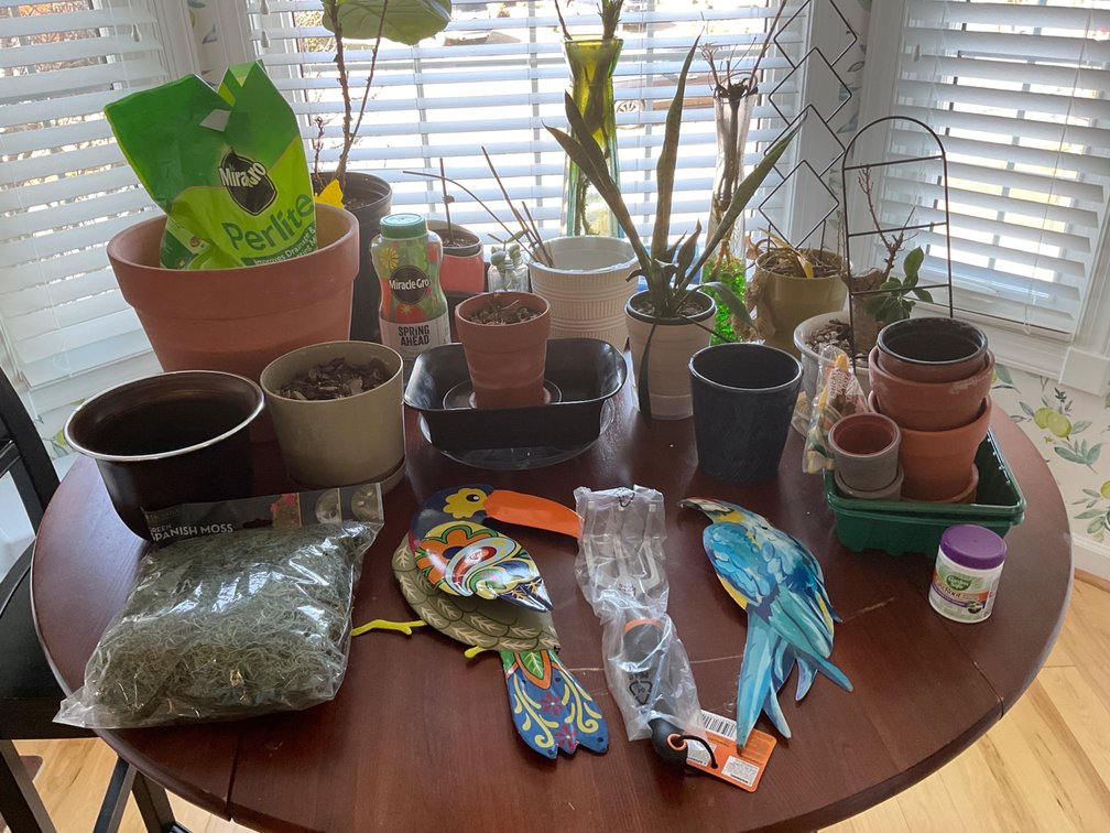House Plants