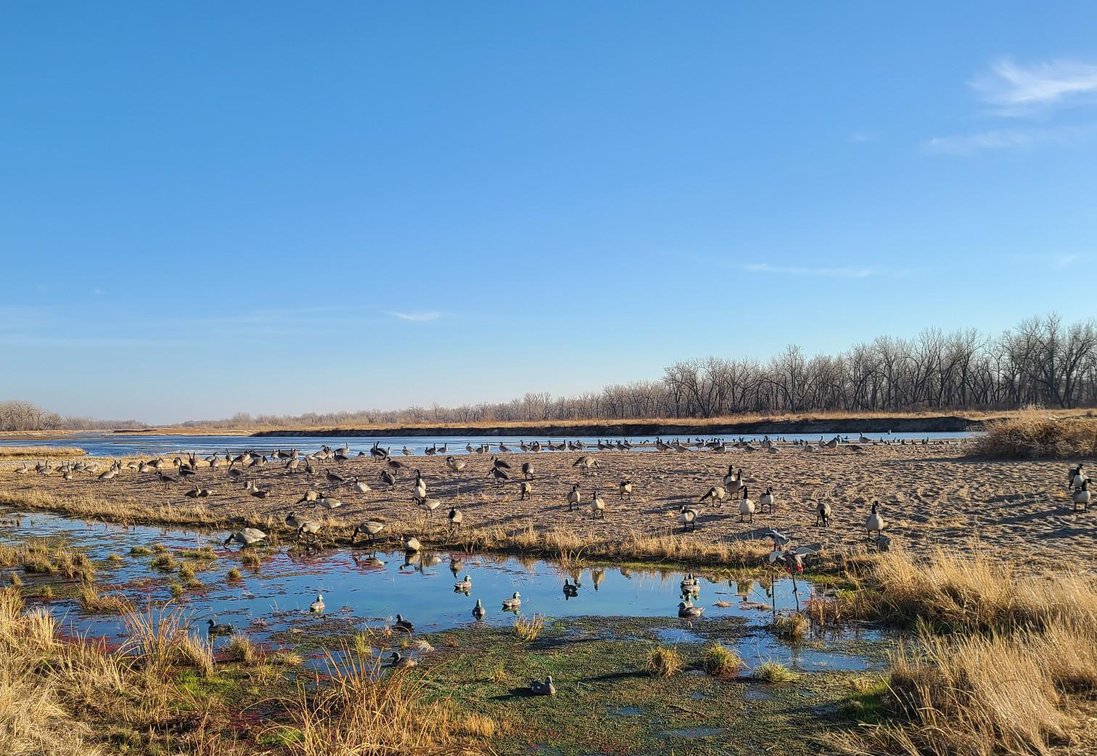 Platte River Waterfowl Lore