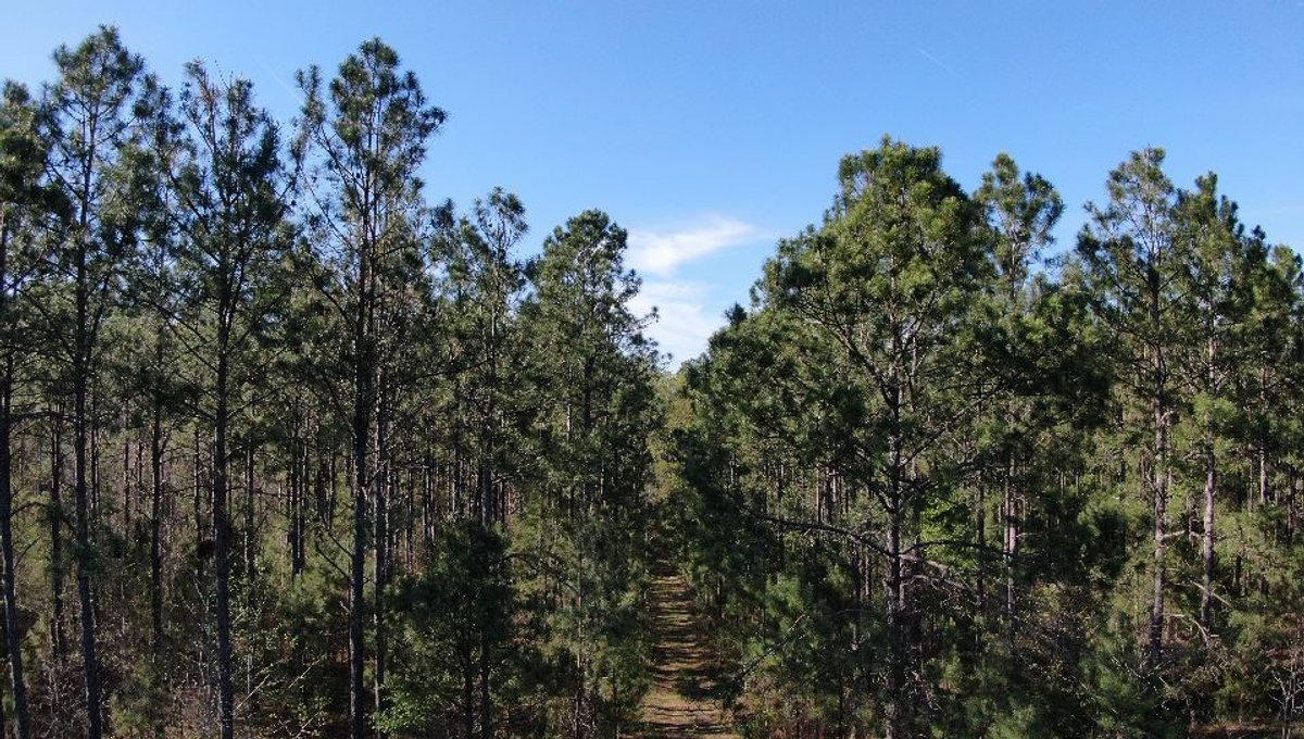 Image for 11.8 +/- Acres Covey Cove at Goose Hollow