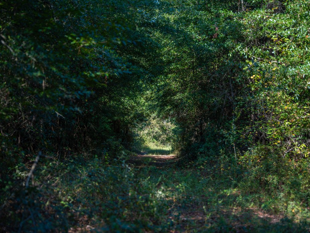 Image for 602+/- Acres - Hardwick Place - Henry County, AL