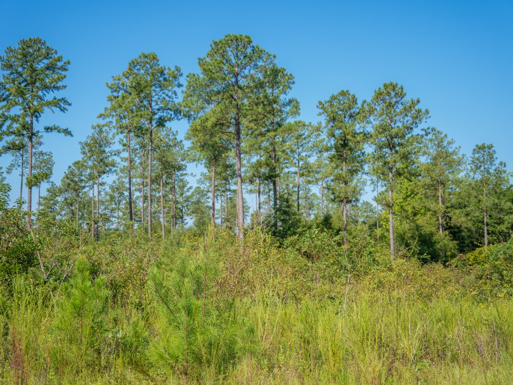 Image for 602+/- Acres - Hardwick Place - Henry County, AL