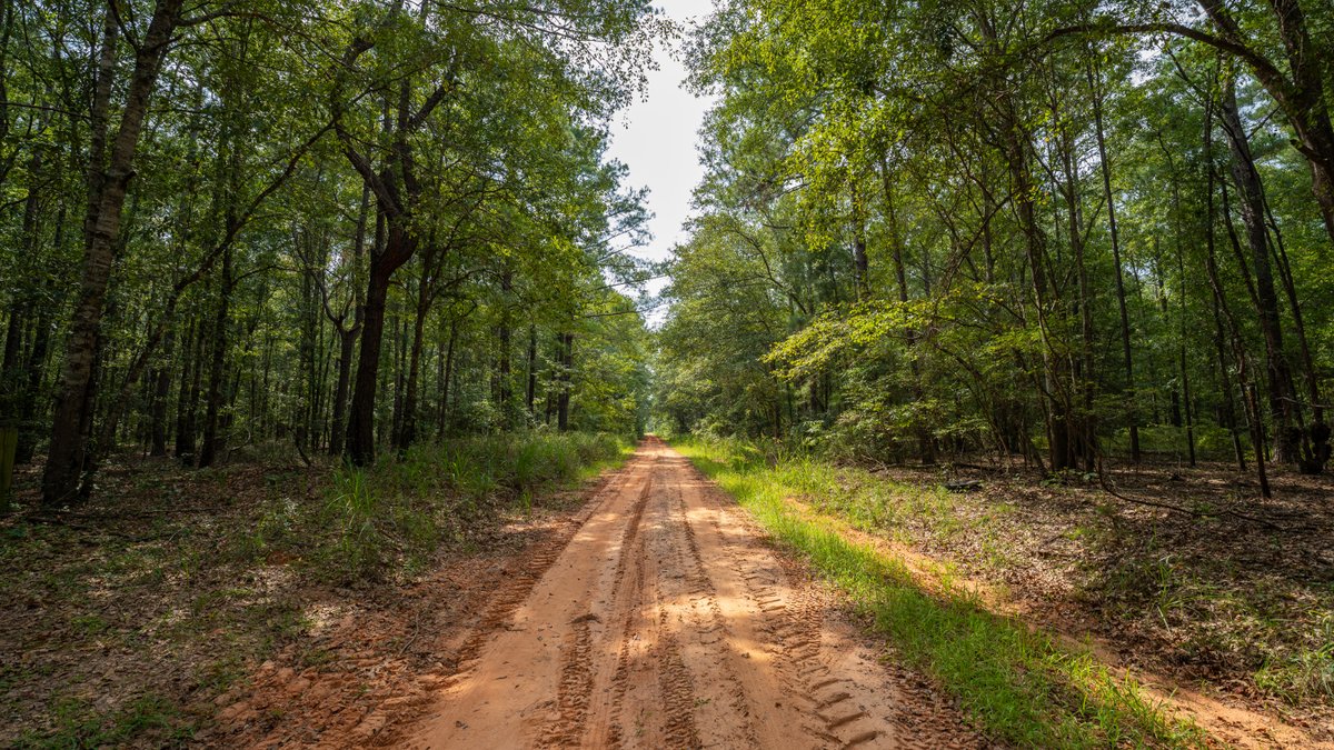 Image for 220+/- Acres - Camp Creek Place - Macon County, GA