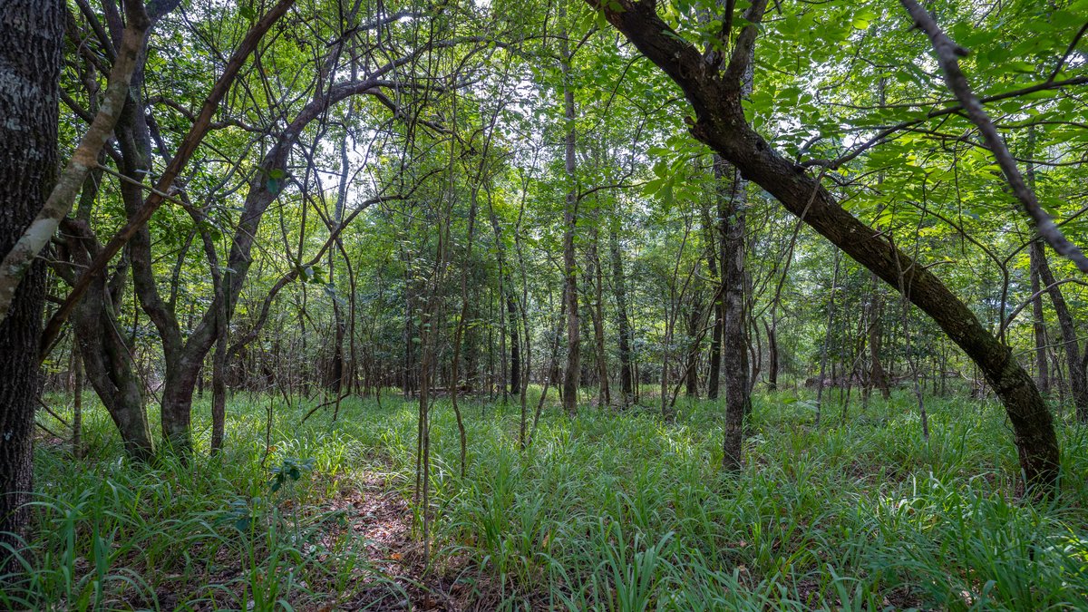 Image for 220+/- Acres - Camp Creek Place - Macon County, GA