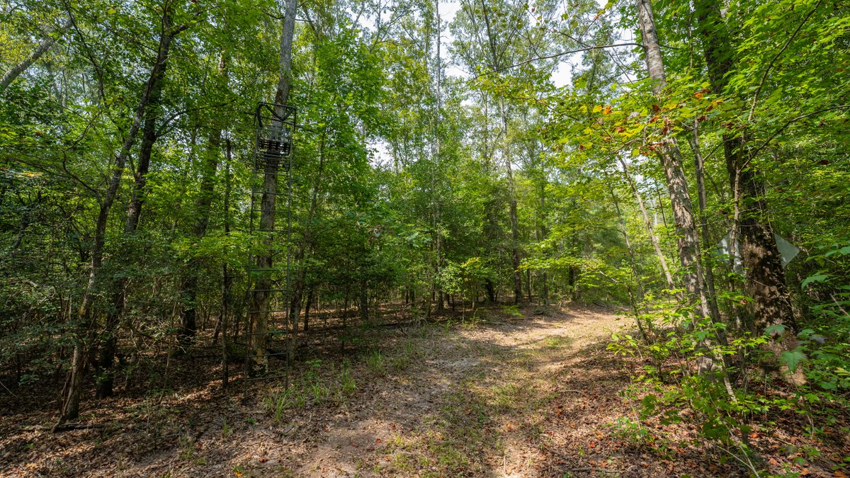 Image for 220+/- Acres - Camp Creek Place - Macon County, GA