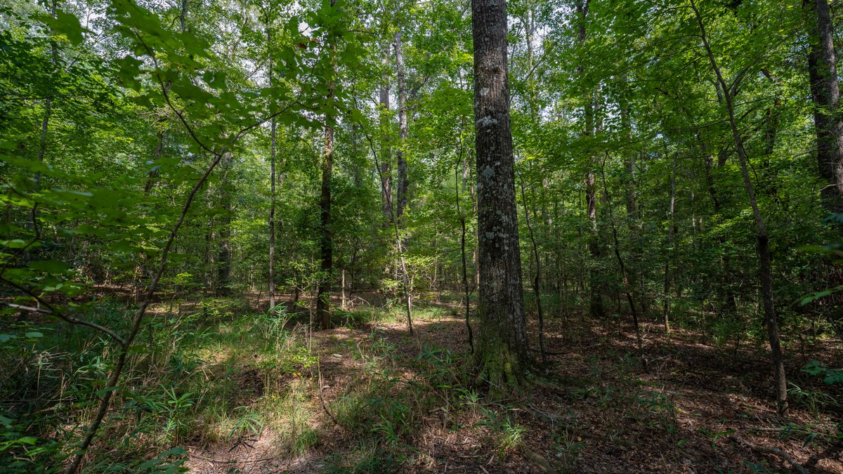 Image for 220+/- Acres - Camp Creek Place - Macon County, GA