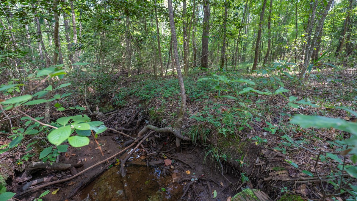 Image for 220+/- Acres - Camp Creek Place - Macon County, GA