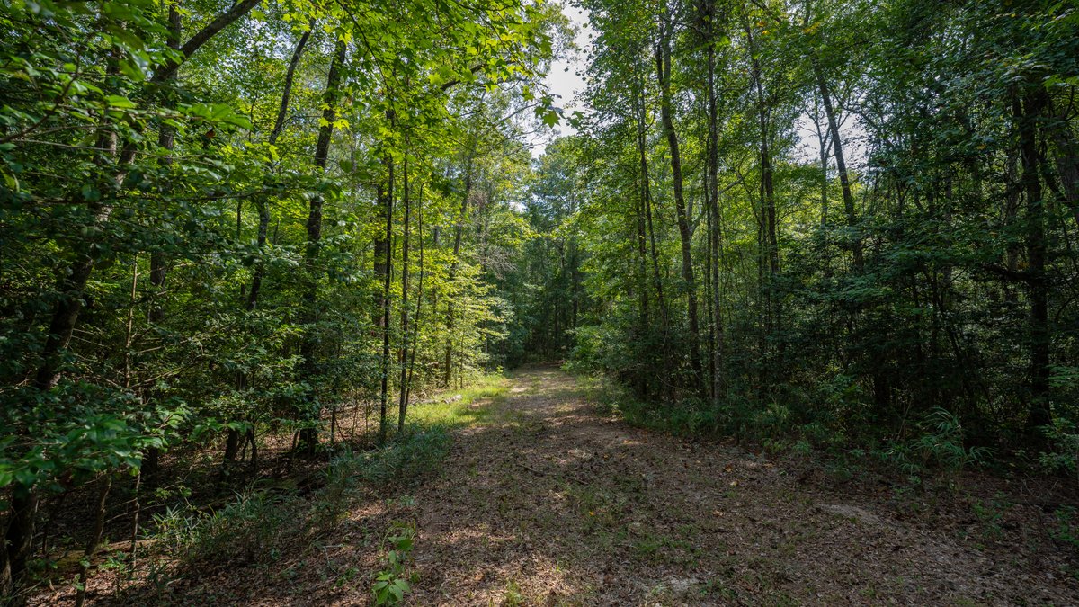 Image for 220+/- Acres - Camp Creek Place - Macon County, GA