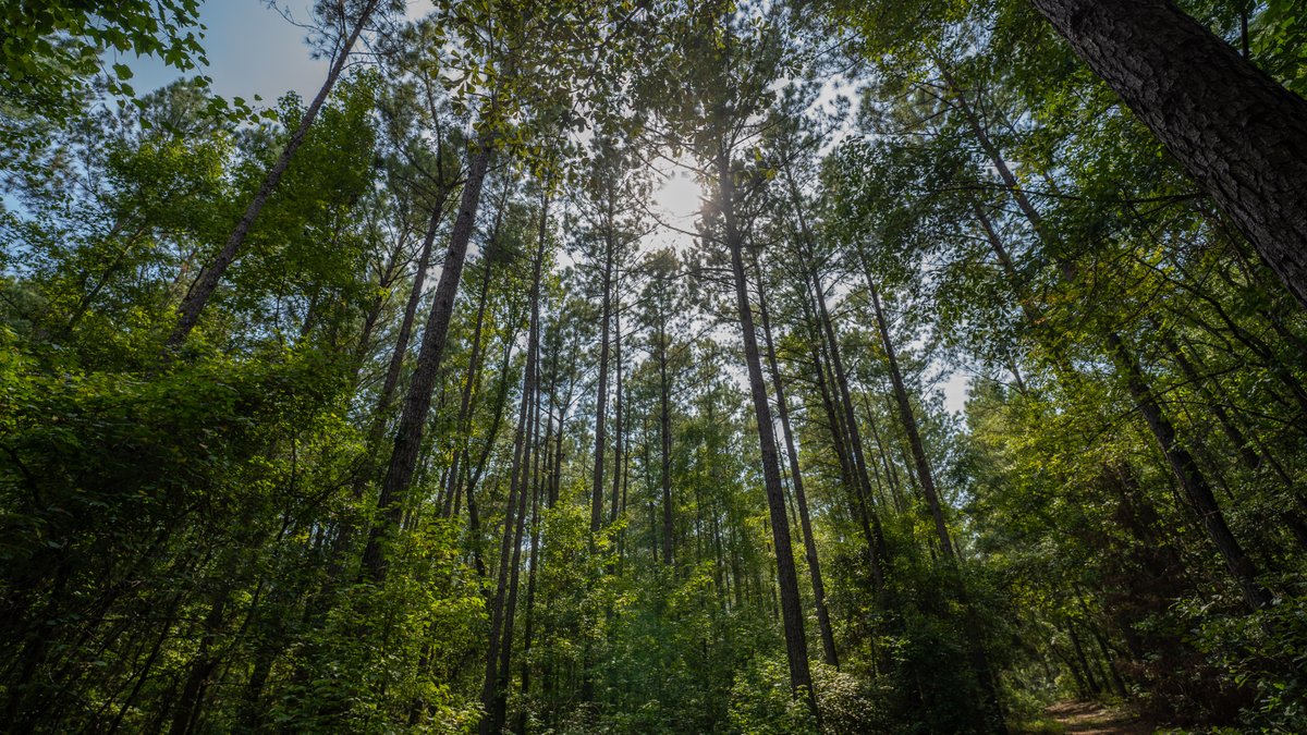 Image for 220+/- Acres - Camp Creek Place - Macon County, GA