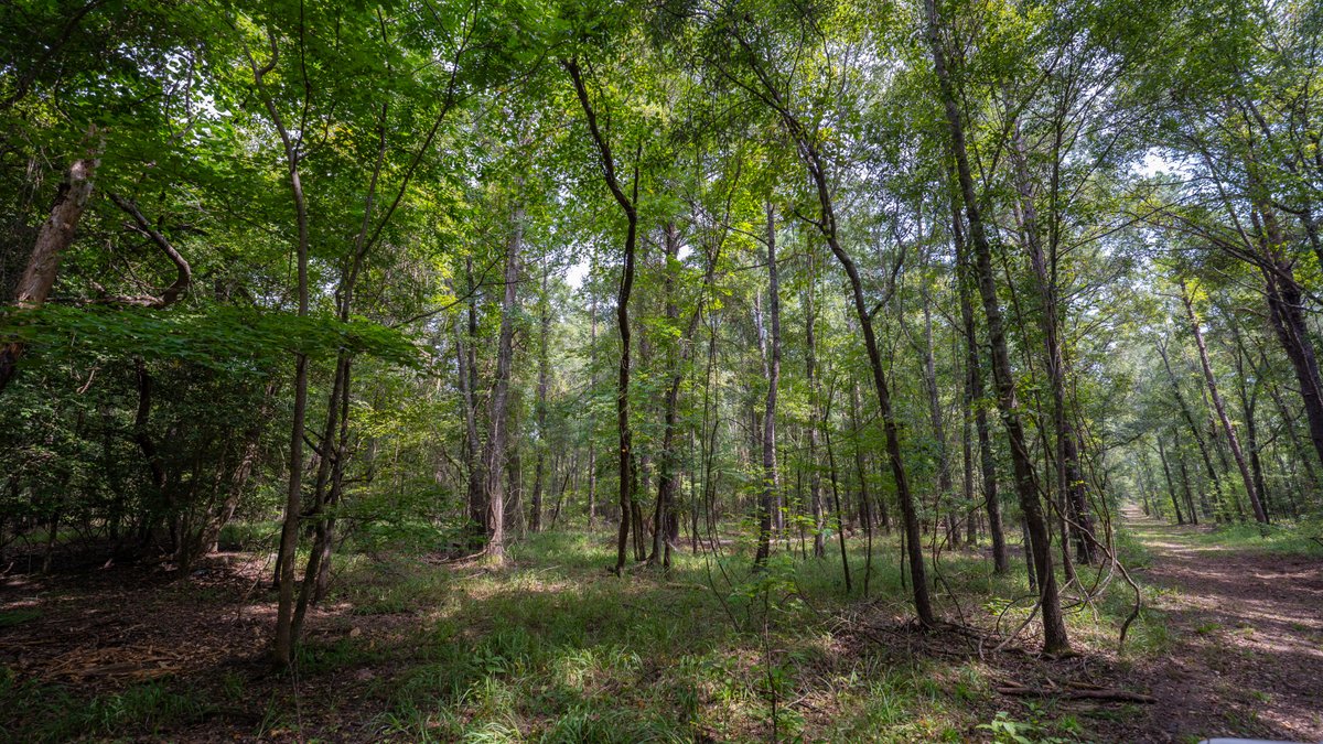 Image for 220+/- Acres - Camp Creek Place - Macon County, GA