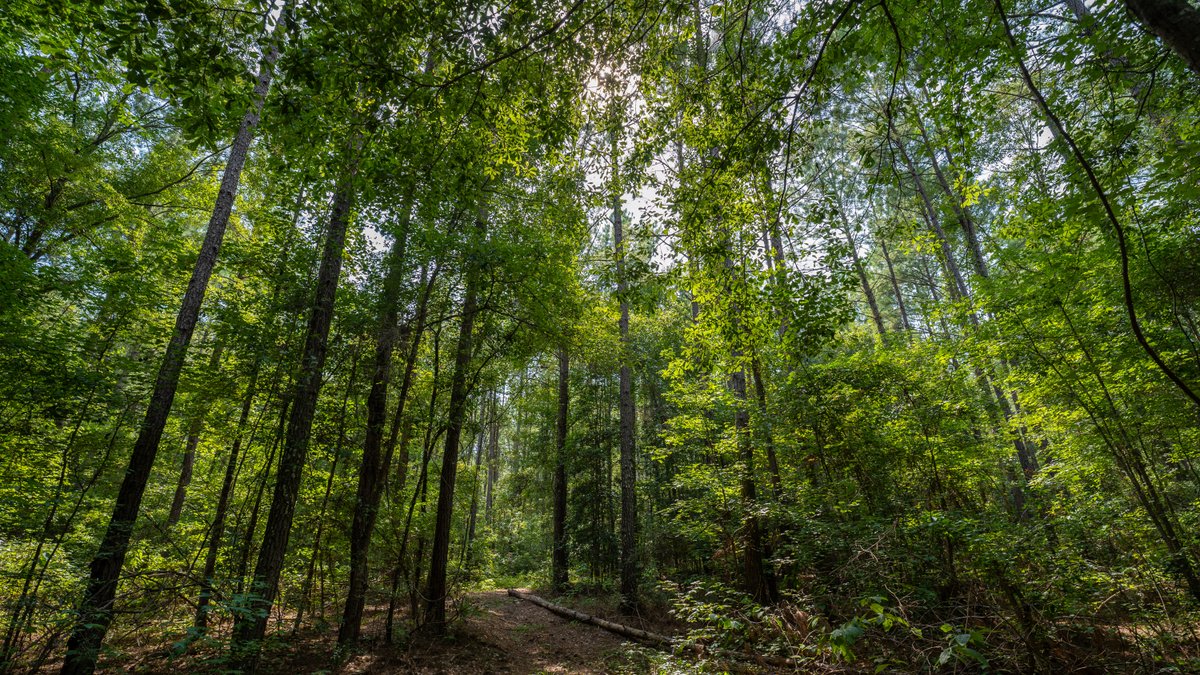 Image for 220+/- Acres - Camp Creek Place - Macon County, GA