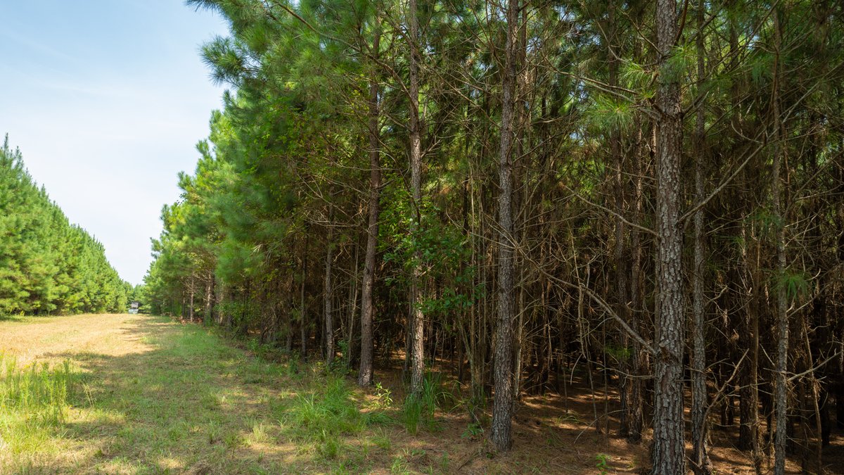 Image for 194+/- Acres - Holloway Place - Macon, Schley, & Sumter Counties, GA