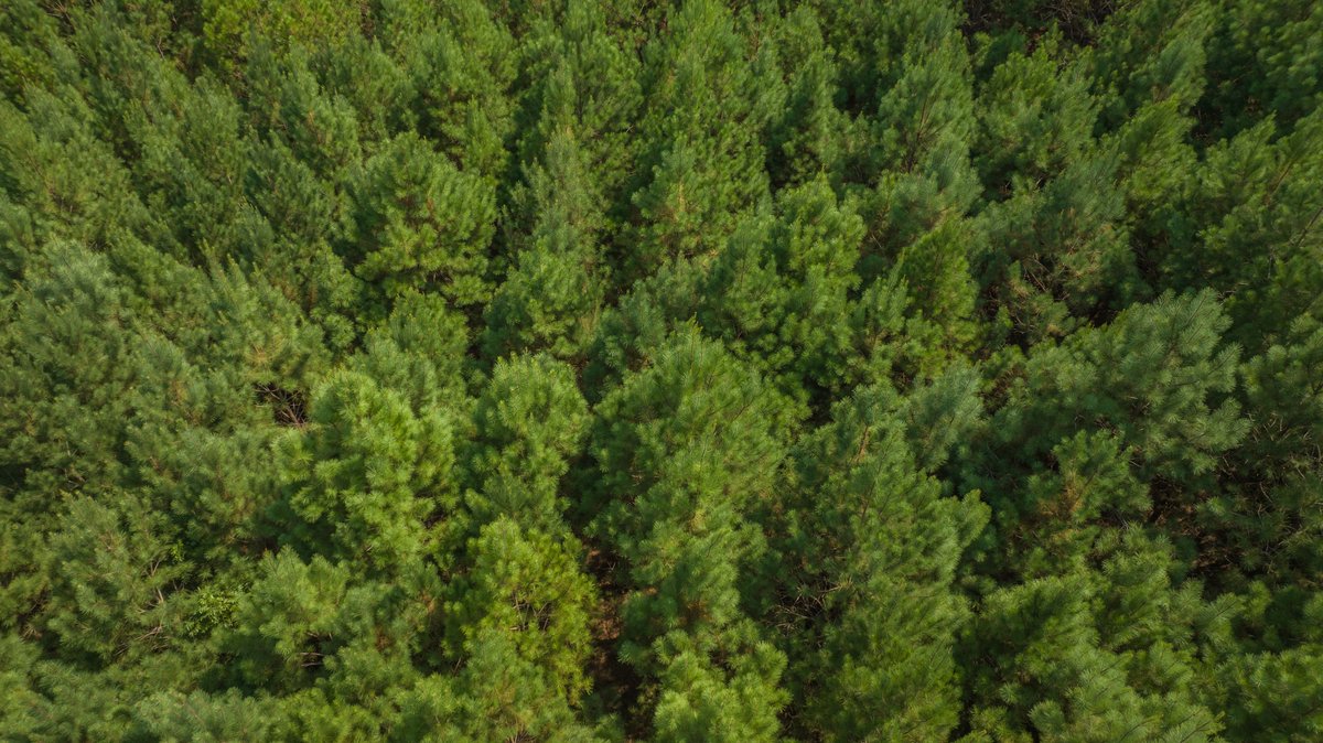 Image for 194+/- Acres - Holloway Place - Macon, Schley, & Sumter Counties, GA