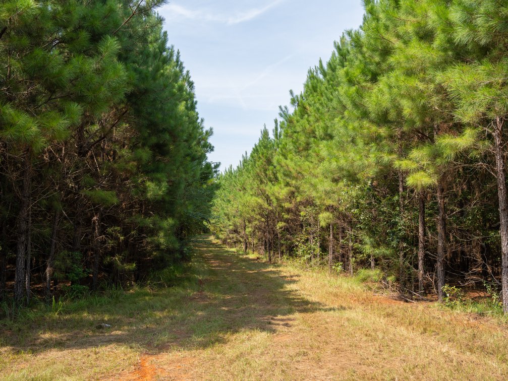 Image for 194+/- Acres - Holloway Place - Macon, Schley, & Sumter Counties, GA