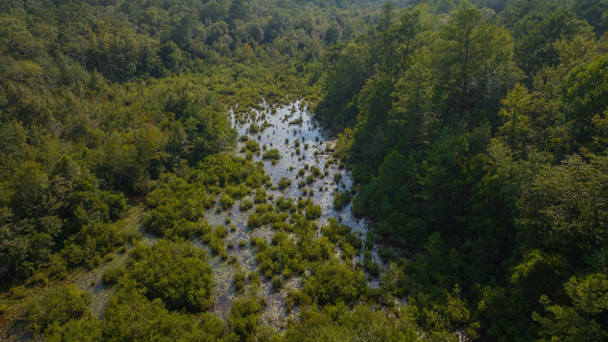 Image for 136+/- Acres - Shipp Place - Macon County, GA