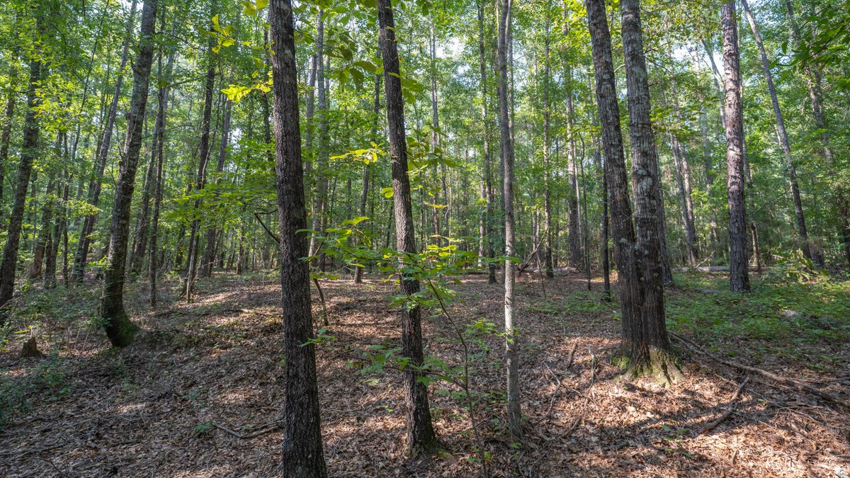 Image for 136+/- Acres - Shipp Place - Macon County, GA
