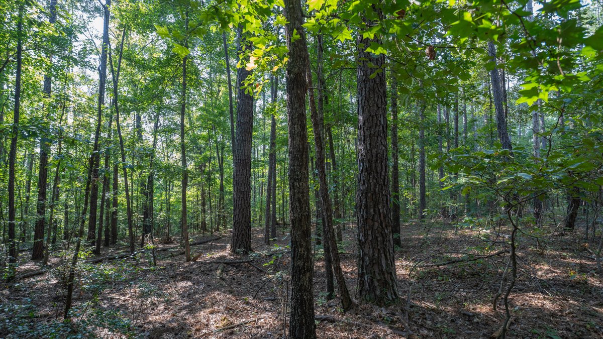 Image for 136+/- Acres - Shipp Place - Macon County, GA