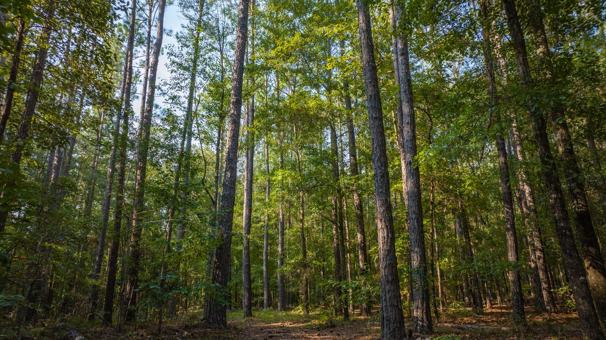 Image for 136+/- Acres - Shipp Place - Macon County, GA