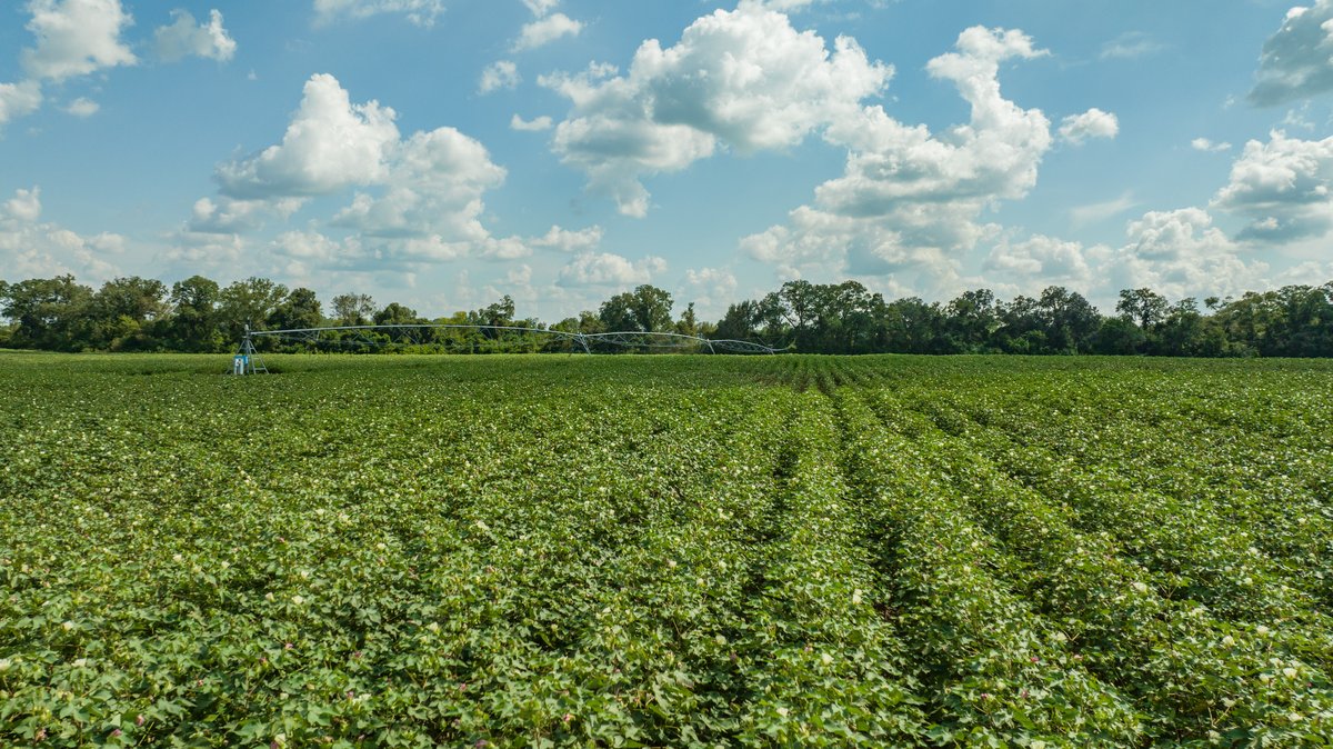 Image for 202+/- Total Acres - Prime Irrigated Row Crop Farmland