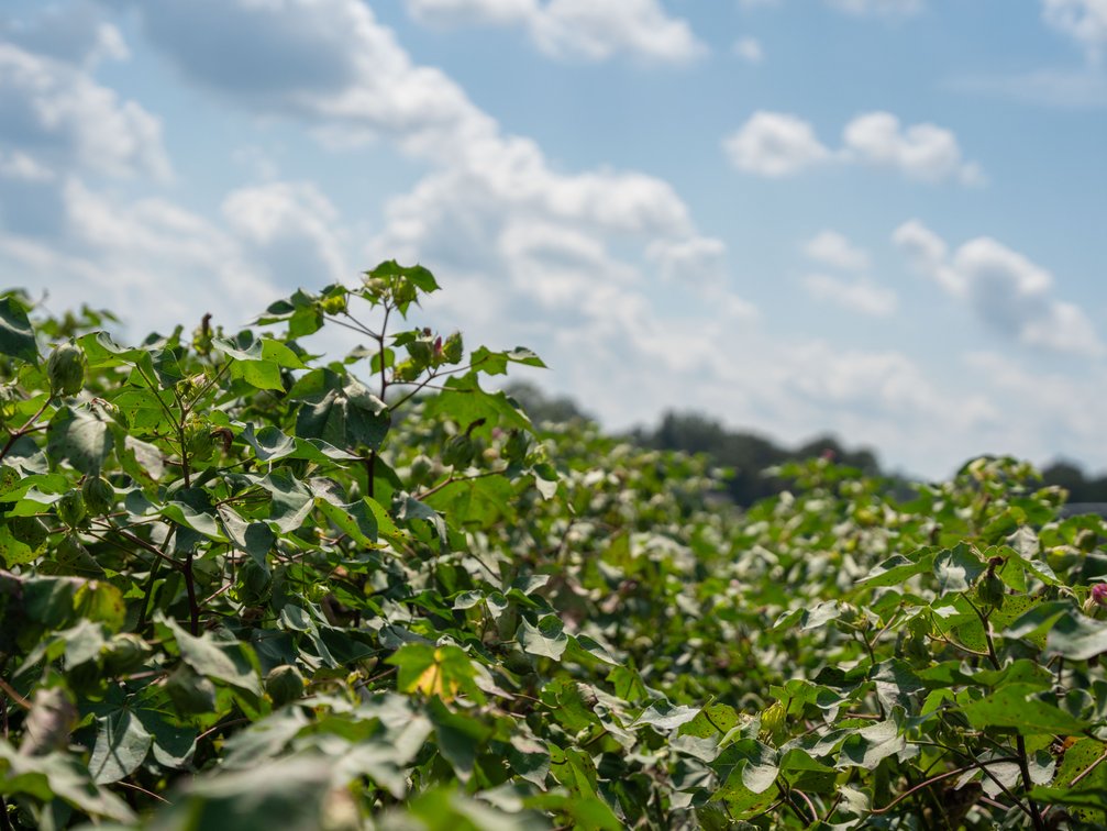 Image for 202+/- Total Acres - Prime Irrigated Row Crop Farmland