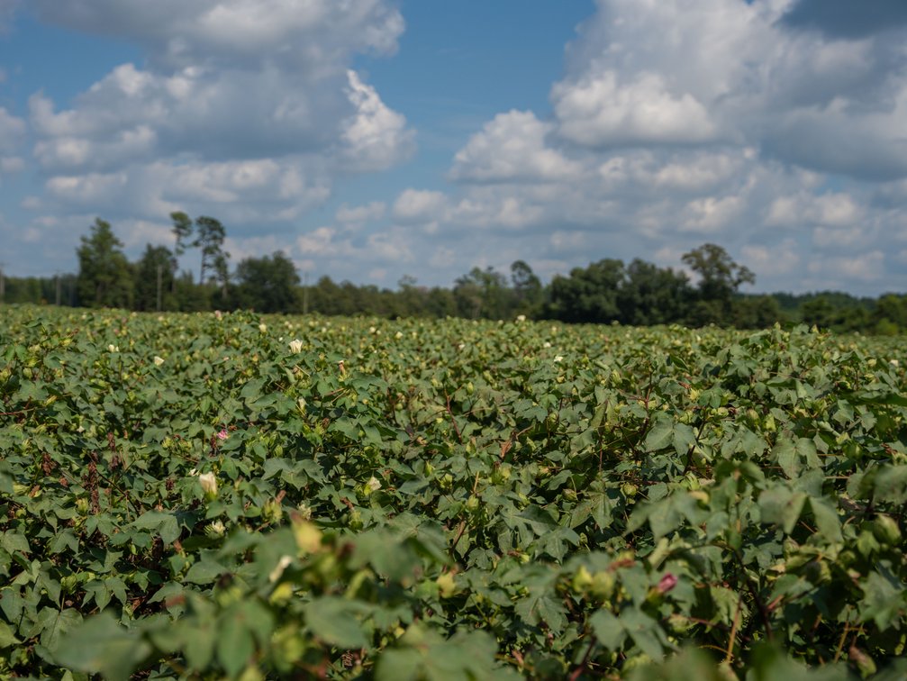 Image for 202+/- Total Acres - Prime Irrigated Row Crop Farmland