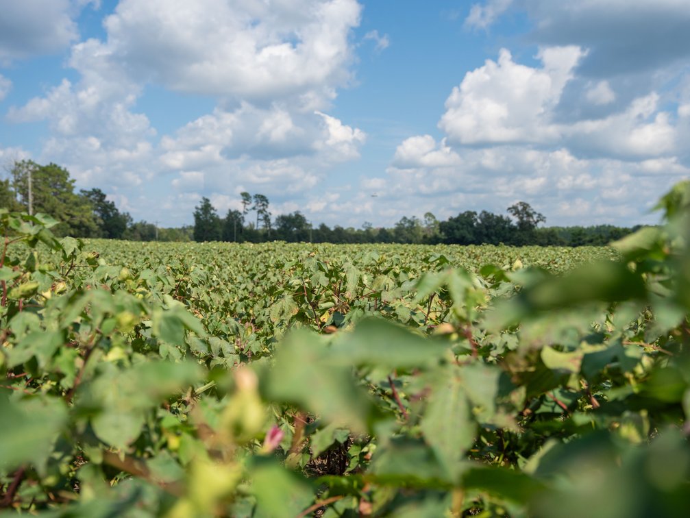 Image for 202+/- Total Acres - Prime Irrigated Row Crop Farmland