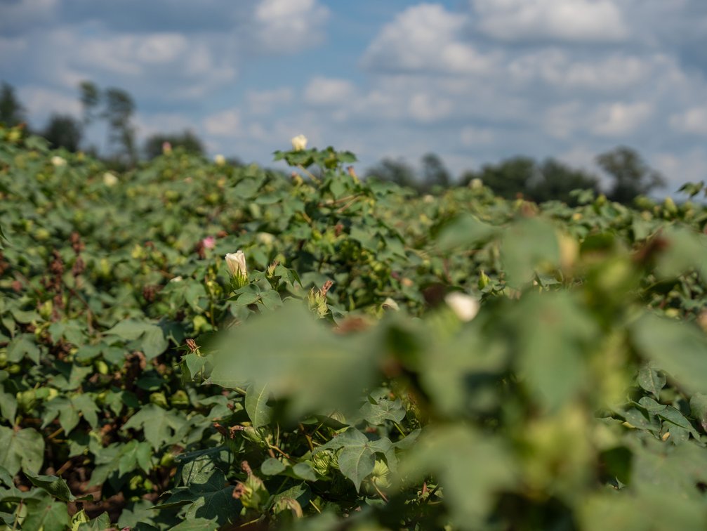 Image for 202+/- Total Acres - Prime Irrigated Row Crop Farmland