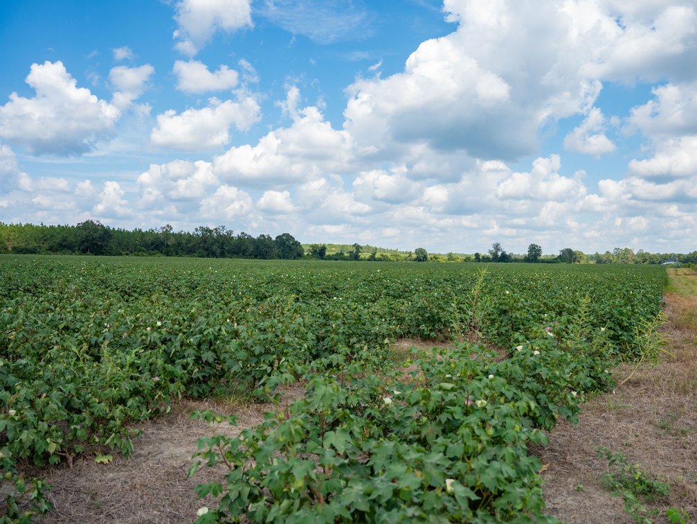 Image for 202+/- Total Acres - Prime Irrigated Row Crop Farmland