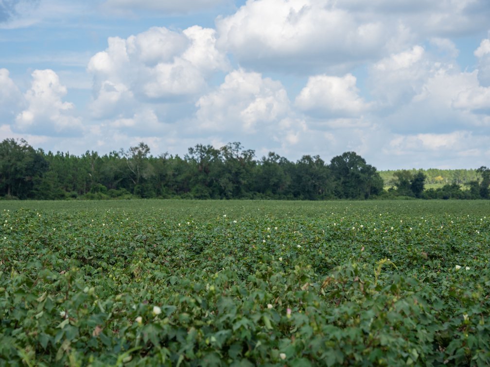 Image for 202+/- Total Acres - Prime Irrigated Row Crop Farmland