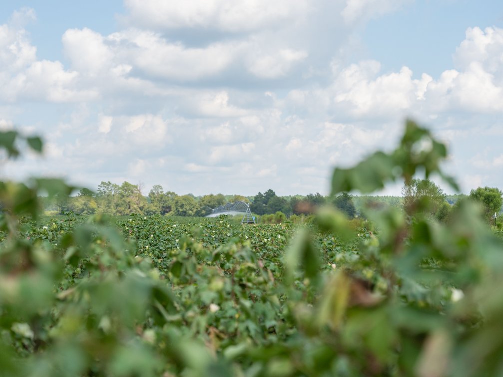 Image for 202+/- Total Acres - Prime Irrigated Row Crop Farmland
