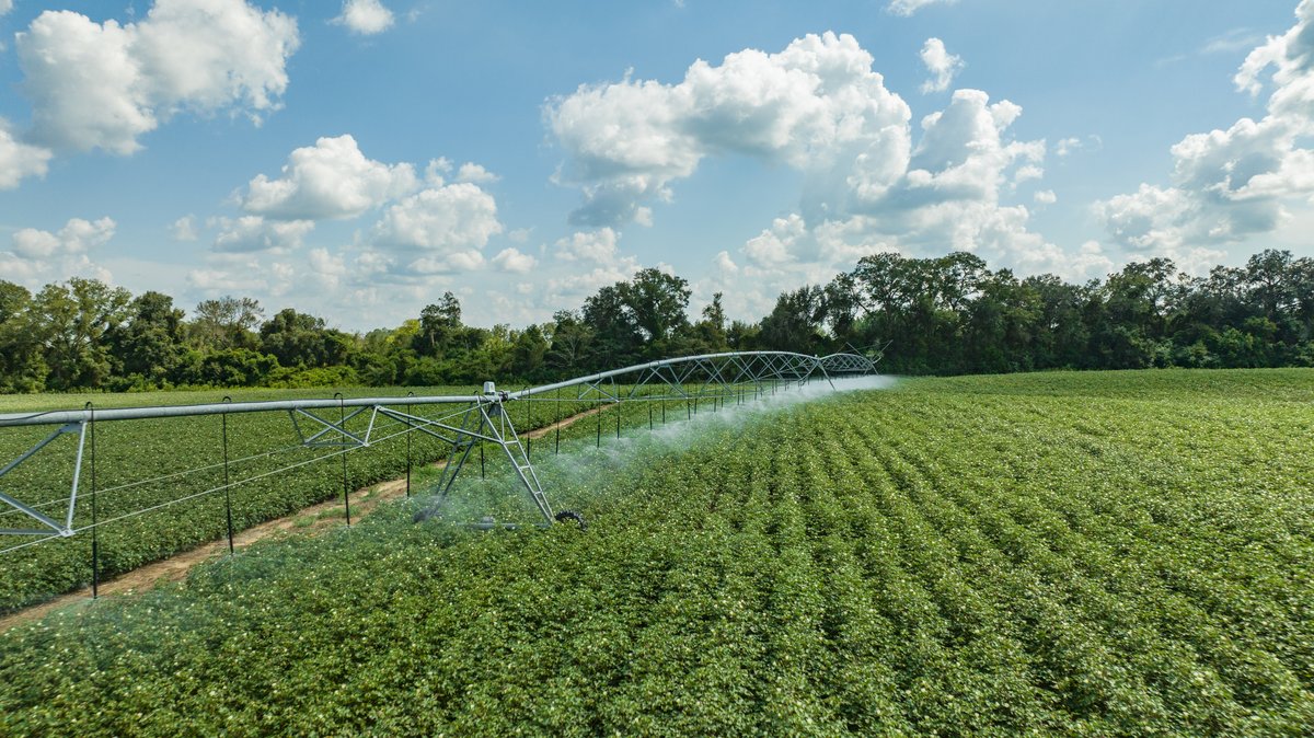 Image for 202+/- Total Acres - Prime Irrigated Row Crop Farmland