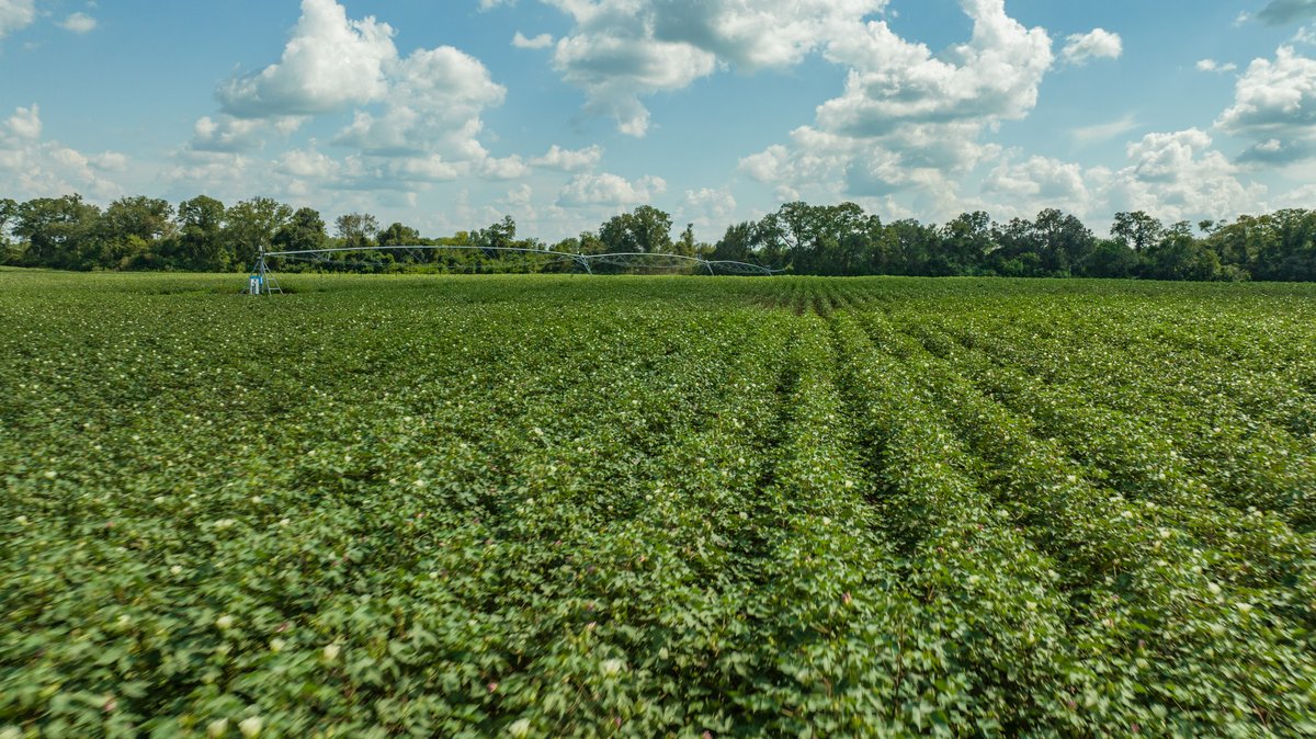 Image for 202+/- Total Acres - Prime Irrigated Row Crop Farmland