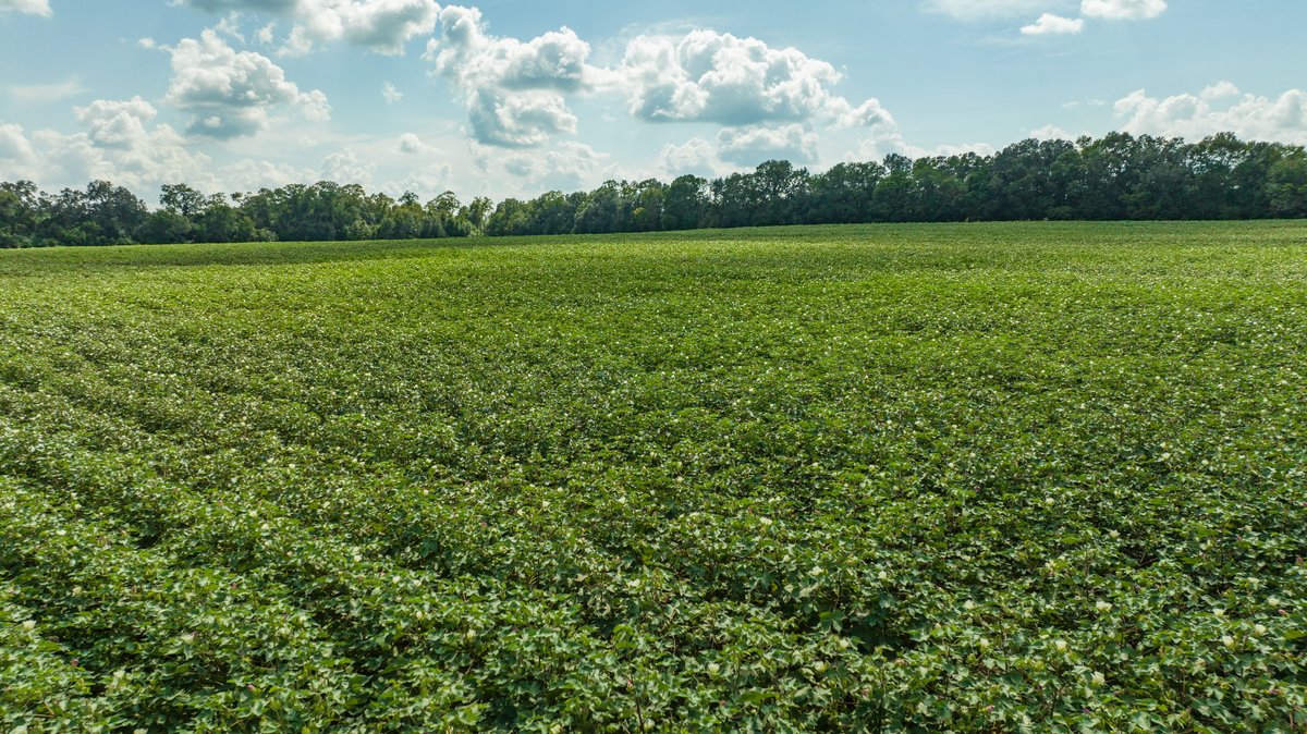 Image for 202+/- Total Acres - Prime Irrigated Row Crop Farmland