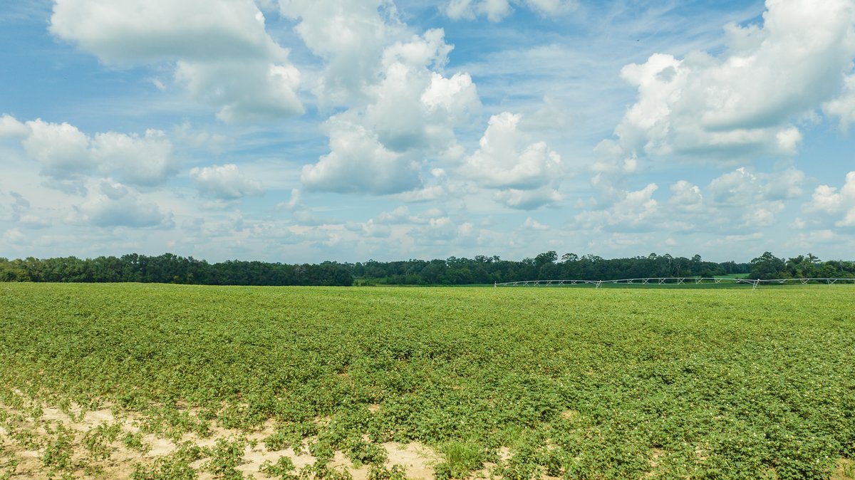 Image for 202+/- Total Acres - Prime Irrigated Row Crop Farmland