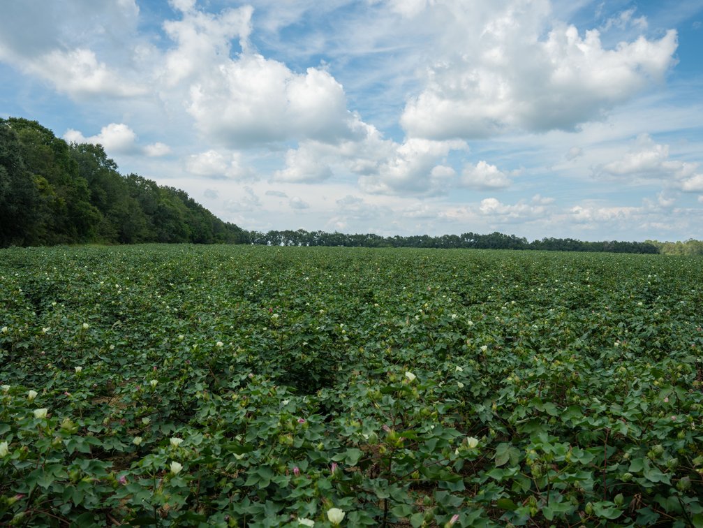 Image for 202+/- Total Acres - Prime Irrigated Row Crop Farmland