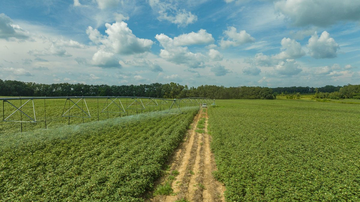 Image for 202+/- Total Acres - Prime Irrigated Row Crop Farmland