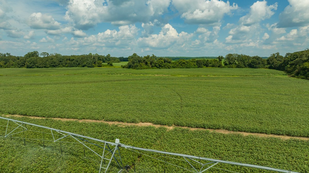 Image for 202+/- Total Acres - Prime Irrigated Row Crop Farmland